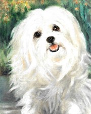 ❦ ORIGINAL Oil Dog Portrait Painting MALTESE White Puppy Artist Signed Artwork picture